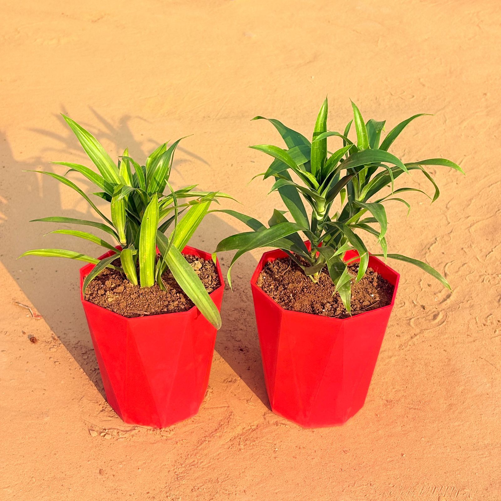Set of 2 - Dracaena Messenger & Dracaena Green in 6 Inch Red Diamanti Plastic Pot