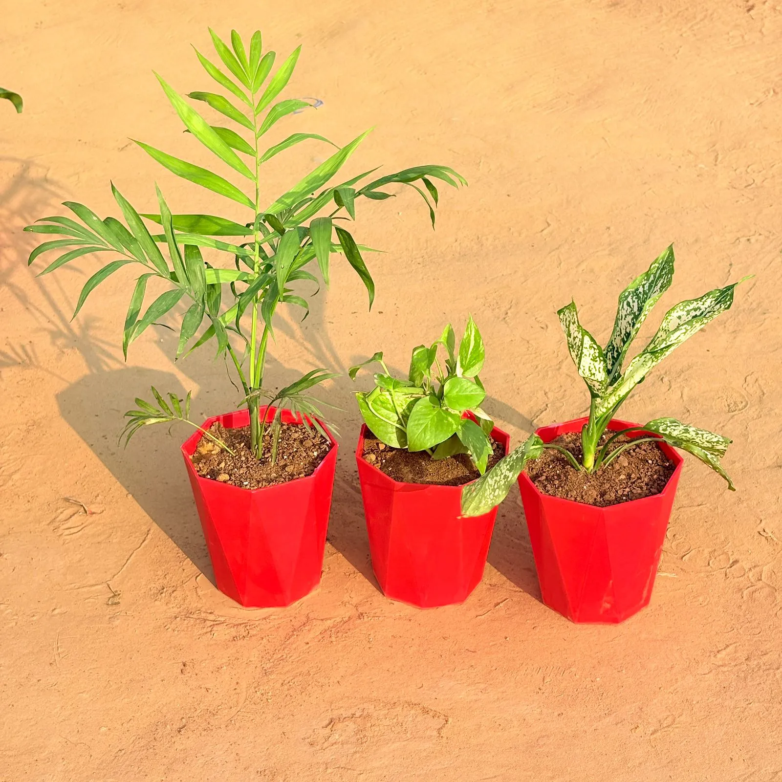 Set of 3 - Chamaedorea Palm, Money Plant Marble & Aglaonema Snow White in 6 Inch Red Diamanti Plastic Pot