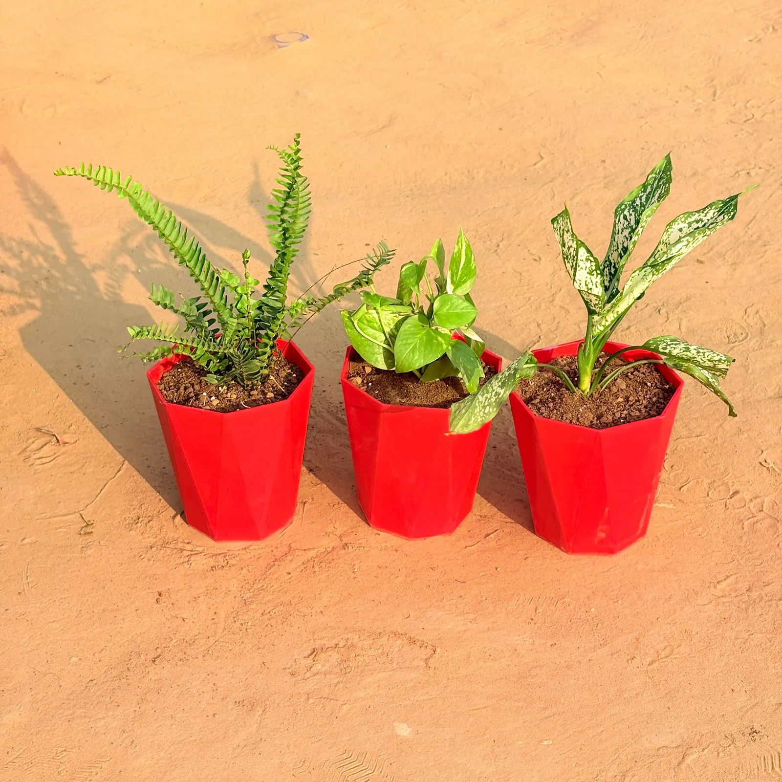 Set of 3 - Fern Green, Money Plant Marble & Aglaonema Snow White in 6 Inch Red Diamanti Plastic Pot