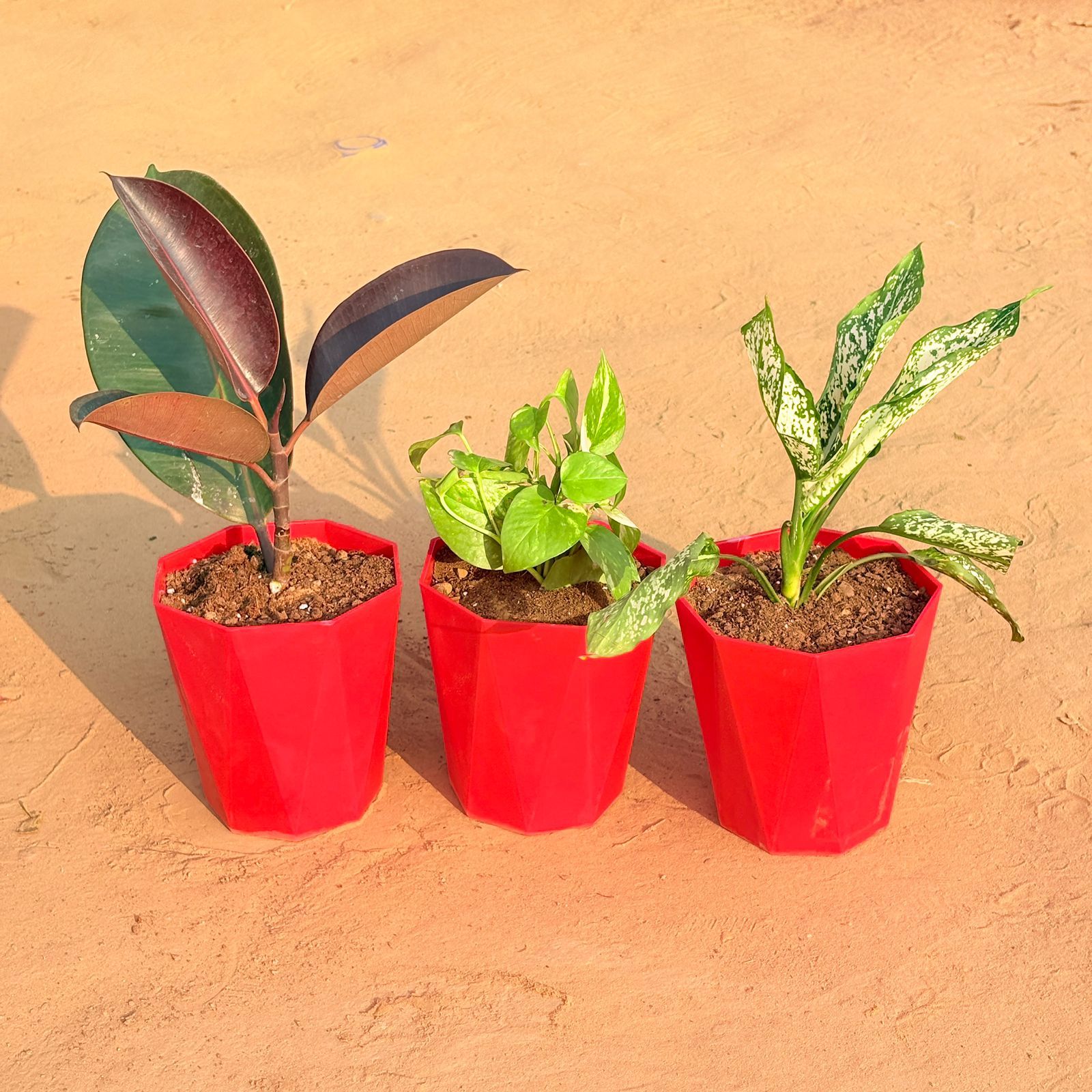 Set of 3 - Rubber Black, Money Plant Marble & Aglaonema Snow White in 6 Inch Red Diamanti Plastic Pot