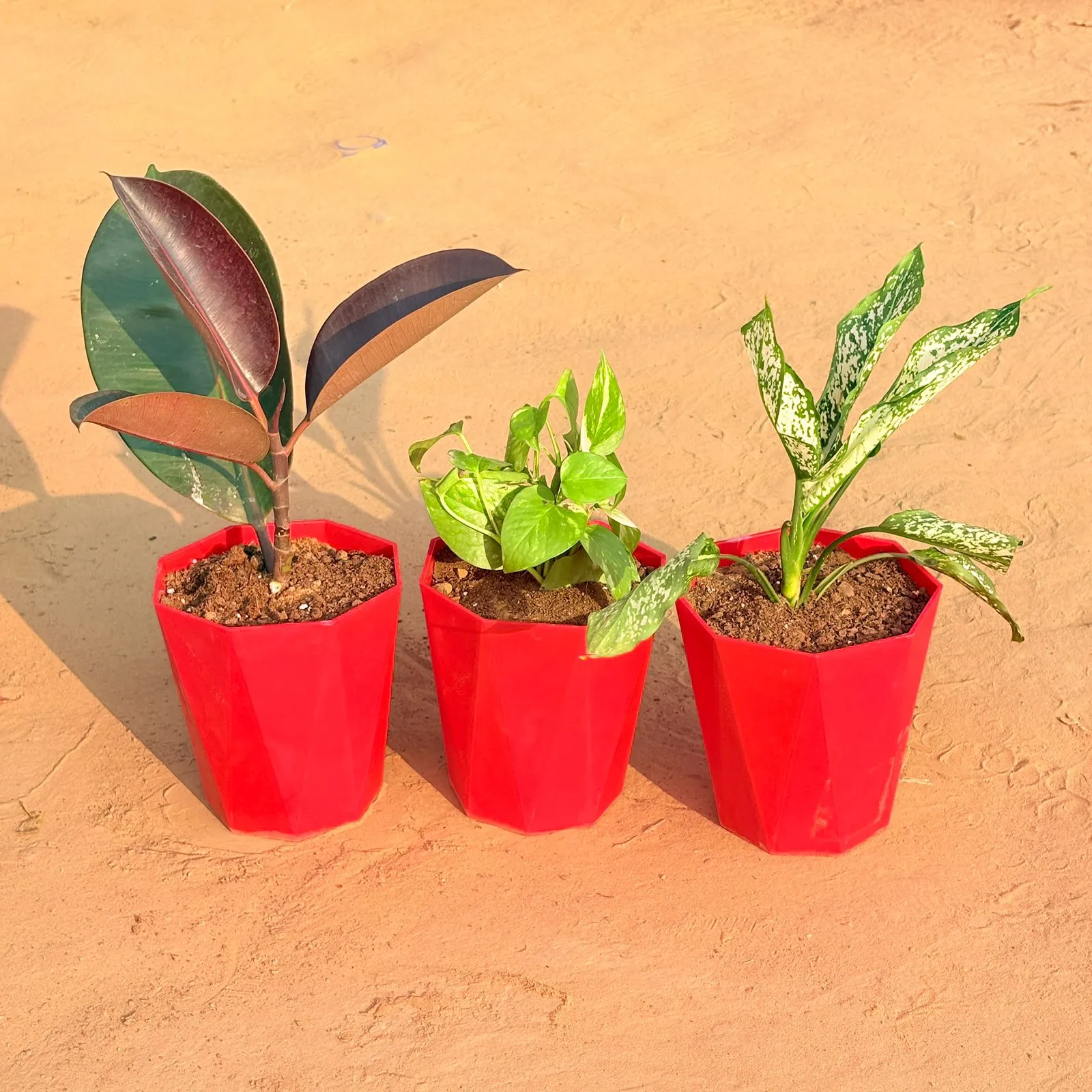 Set of 3 - Rubber Black, Money Plant Marble & Aglaonema Snow White in 6 Inch Red Diamanti Plastic Pot