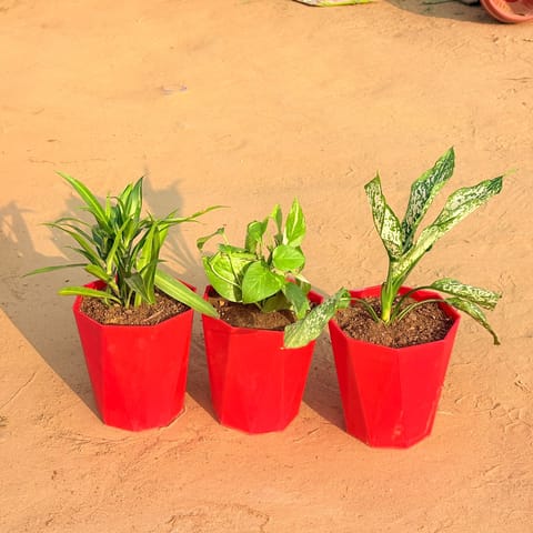 Set of 3 - Dracaena Messenger, Money Plant Marble & Aglaonema Snow White in 6 Inch Live Plant Red Diamanti Plastic Pot