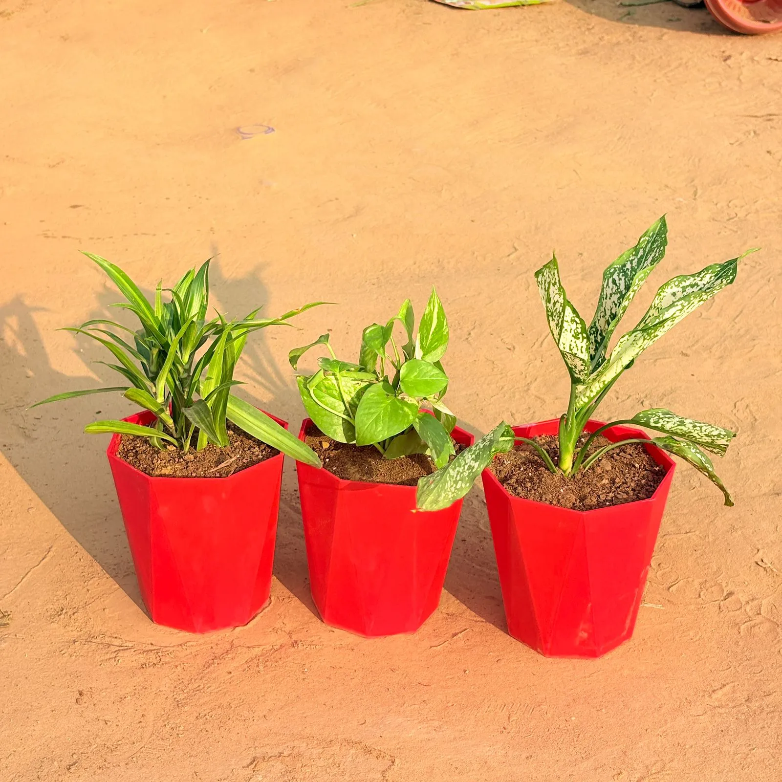 Set of 3 - Dracaena Messenger, Money Plant Marble & Aglaonema Snow White in 6 Inch Red Diamanti Plastic Pot