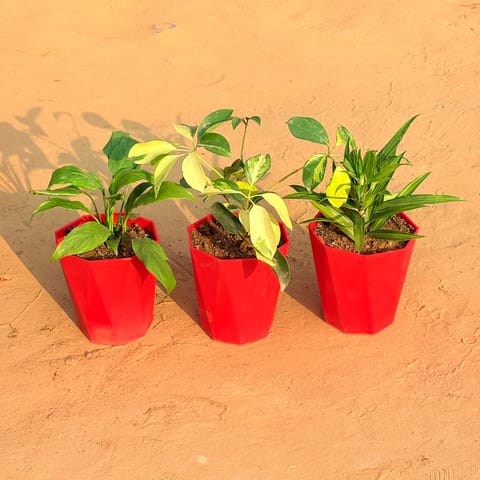 Set of 3 - Peace Lily, Schefflera Brassia & Dracaena Messenger in 6 Inch Live Plant Red Diamanti Plastic Pot