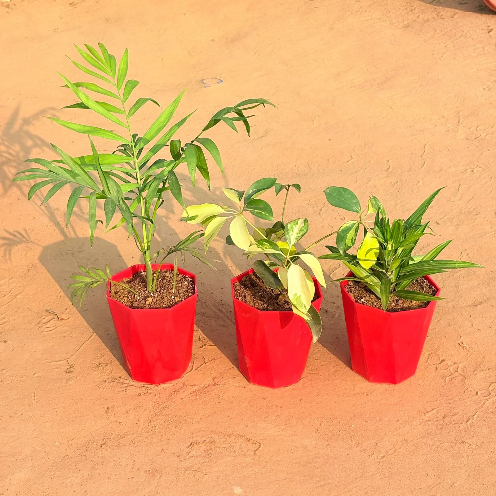 Set of 3 - Chamaedorea Palm, Schefflera Brassia & Dracaena Messenger in 6 Inch Red Diamanti Plastic Pot