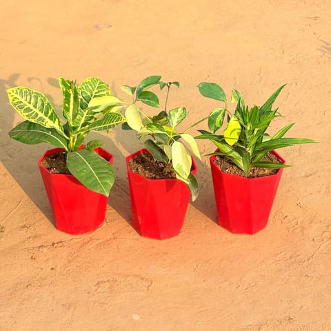 Set of 3 - Croton Petra Yellow, Schefflera Brassia & Dracaena Messenger in 6 Inch Live Plant Red Diamanti Plastic Pot