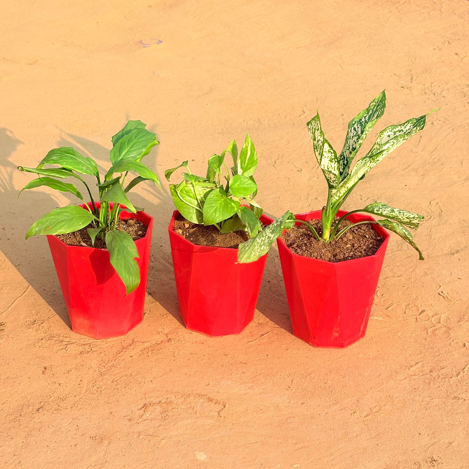 Set of 3 - Peace Lily, Money Plant Marble & Aglaonema Snow White in 6 Inch Red Diamanti Plastic Pot