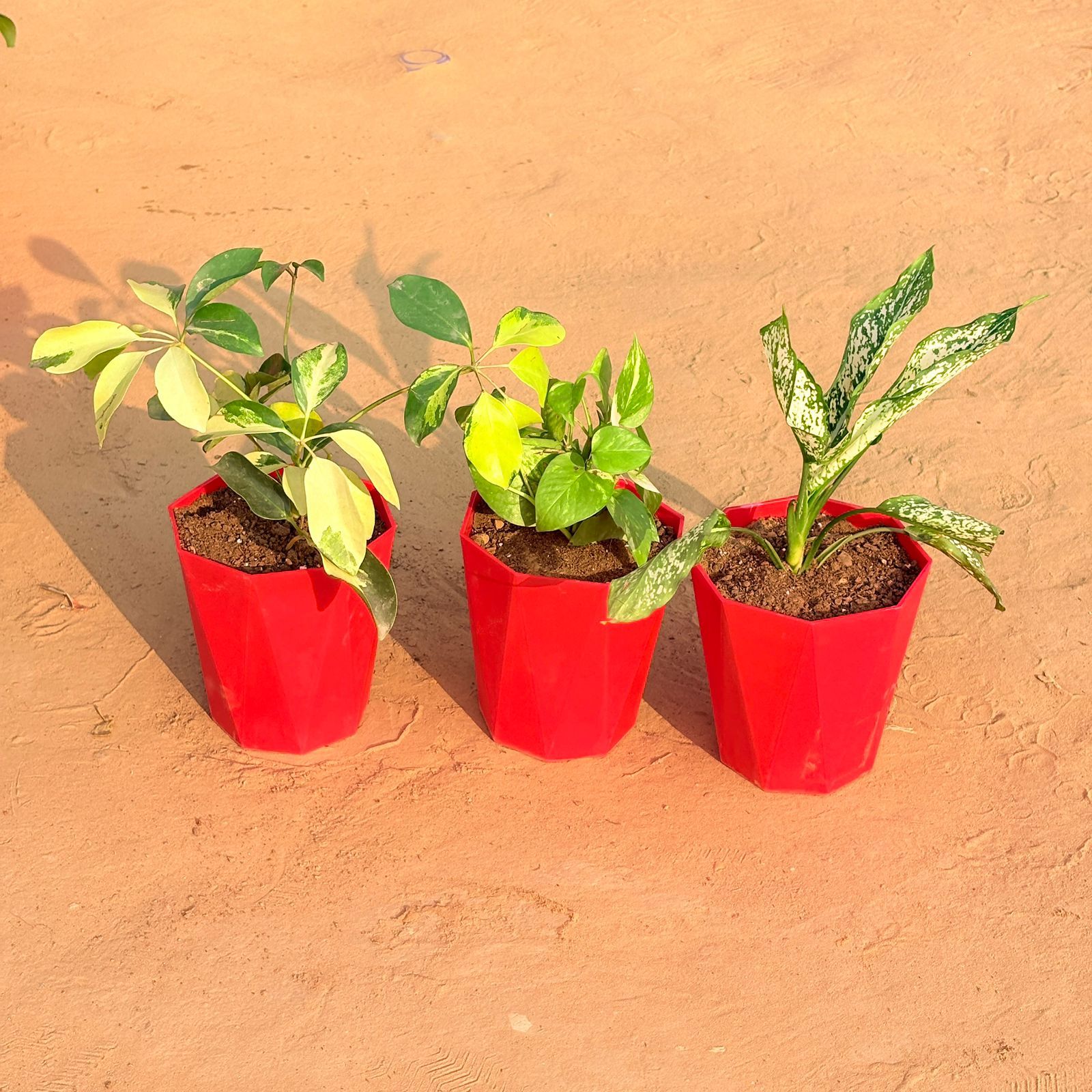 Set of 3 - Schefflera Brassia, Money Plant Marble & Aglaonema Snow White in 6 Inch Red Diamanti Plastic Pot