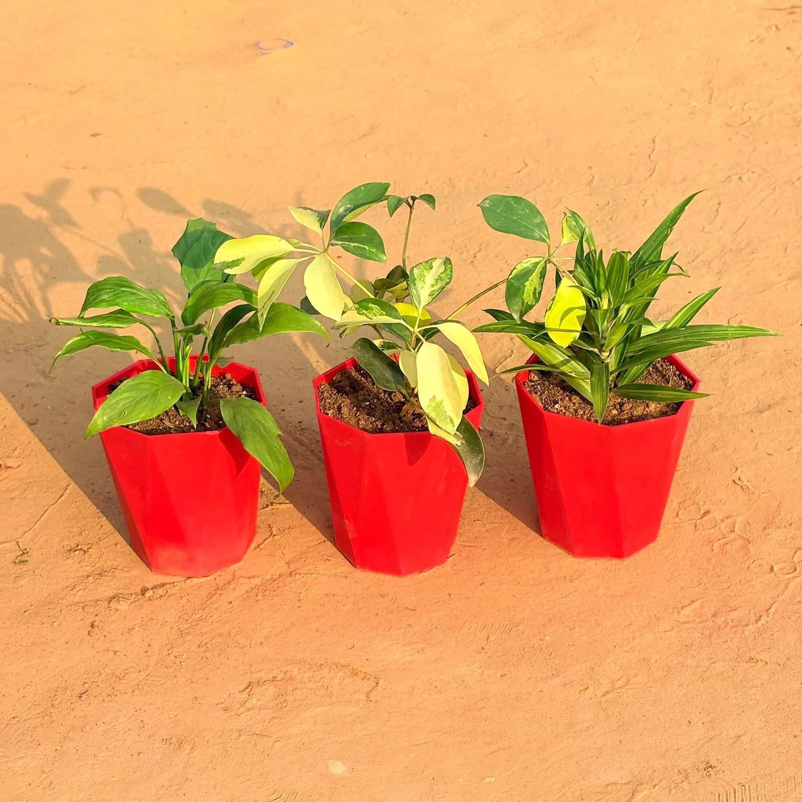 Set of 3 - Peace Lily, Schefflera Brassia & Dracaena Messenger in 6 Inch Red Diamanti Plastic Pot