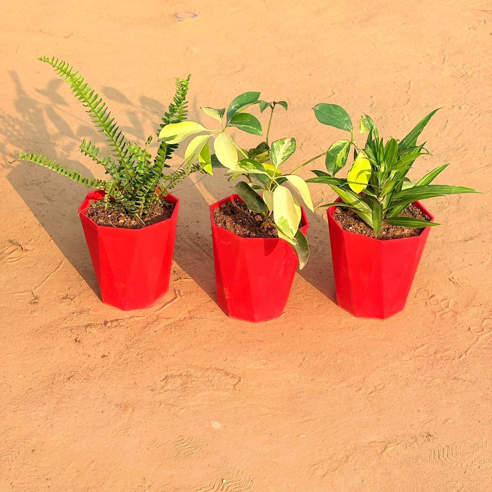 Set of 3 - Fern Green, Schefflera Brassia & Dracaena Messenger in 6 Inch Red Diamanti Plastic Pot
