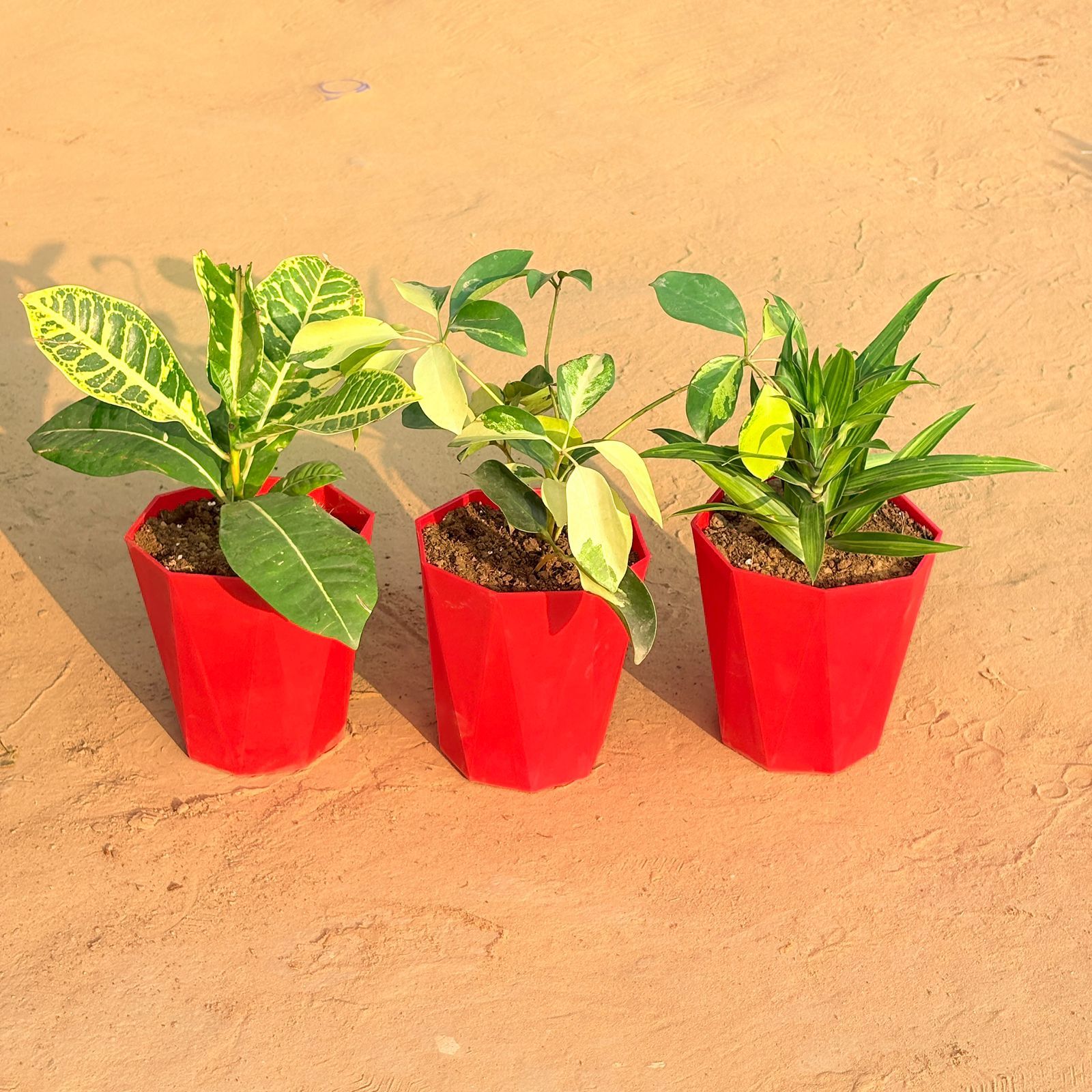 Set of 3 - Croton Petra Yellow, Schefflera Brassia & Dracaena Messenger in 6 Inch Red Diamanti Plastic Pot