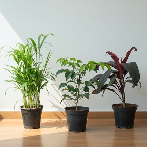 Indoor Elevate Trio - Set of 3 - Areca Dwarf (~1 Ft), Dracaena Rosea & Radermachera / China Doll (~ 1 Ft) in 5 Inch Nursery Pot
