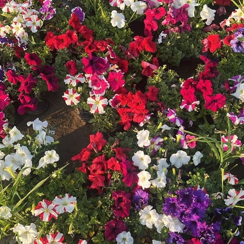 Petunia (any colour) in 4 Inch Nursery Bag