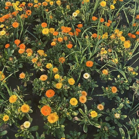 Set of 3 - Calendula (Any Colour) in 3 Inch Nursery Bag