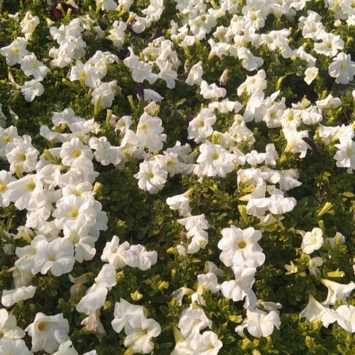 Set of 3 - Petunia White in 4 inch Nursery Bag