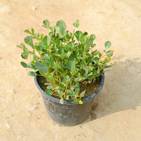 Methi in 6 Inch Nursery Pot