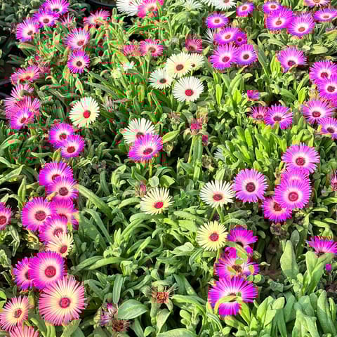 Ice Plant (any colour) in 3 Inch Nursery Bag