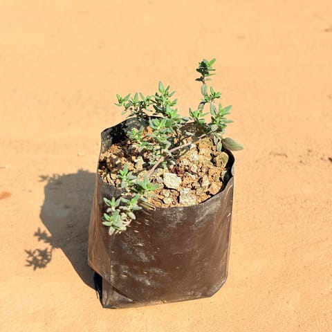 Thyme in 4 Inch Nursery Bag