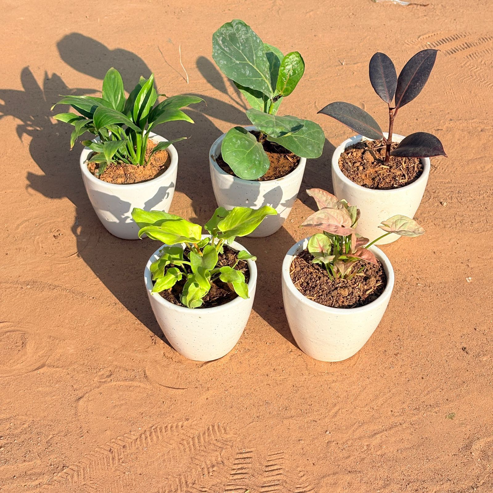 Set of 5 - Xanadu Golden, Fiddle Leaf Fig, Syngonium Pink, Rubber Black & Peace Lily in 4 Inch Classy White Cup Ceramic Pot