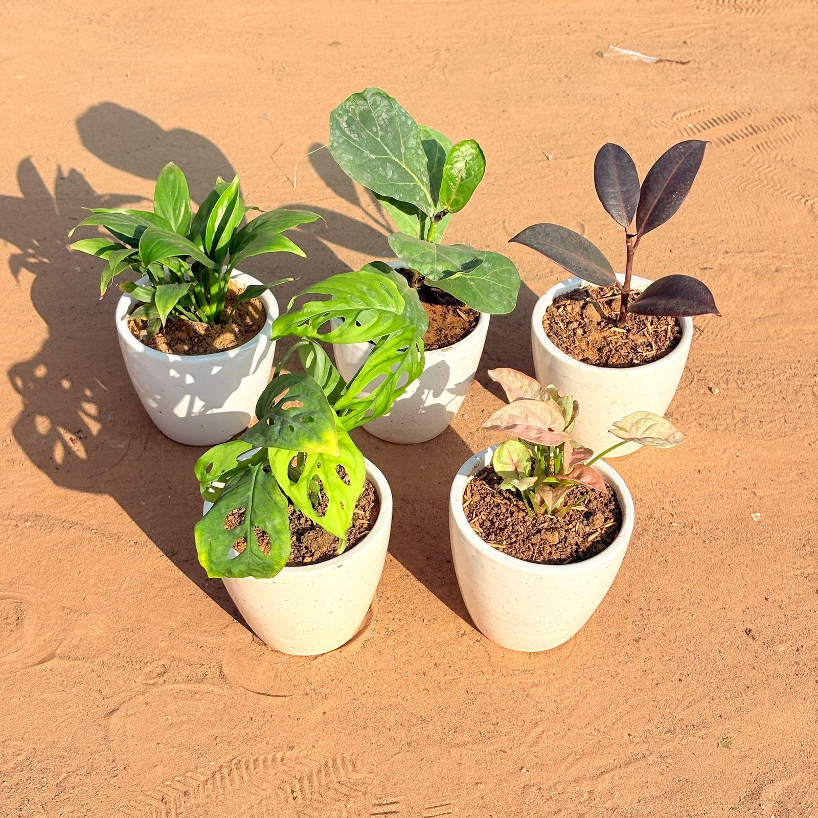 Set of 5 - Monstera Broken Heart, Fiddle Leaf Fig, Syngonium Pink, Rubber Black & Peace Lily in 4 Inch Classy White Cup Ceramic Pot