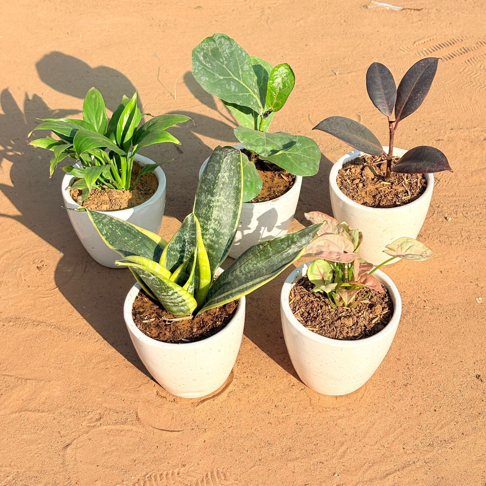 Set of 5 - Snake Yellow, Fiddle Leaf Fig, Syngonium Pink, Rubber Black & Peace Lily in 4 Inch Classy White Cup Ceramic Pot