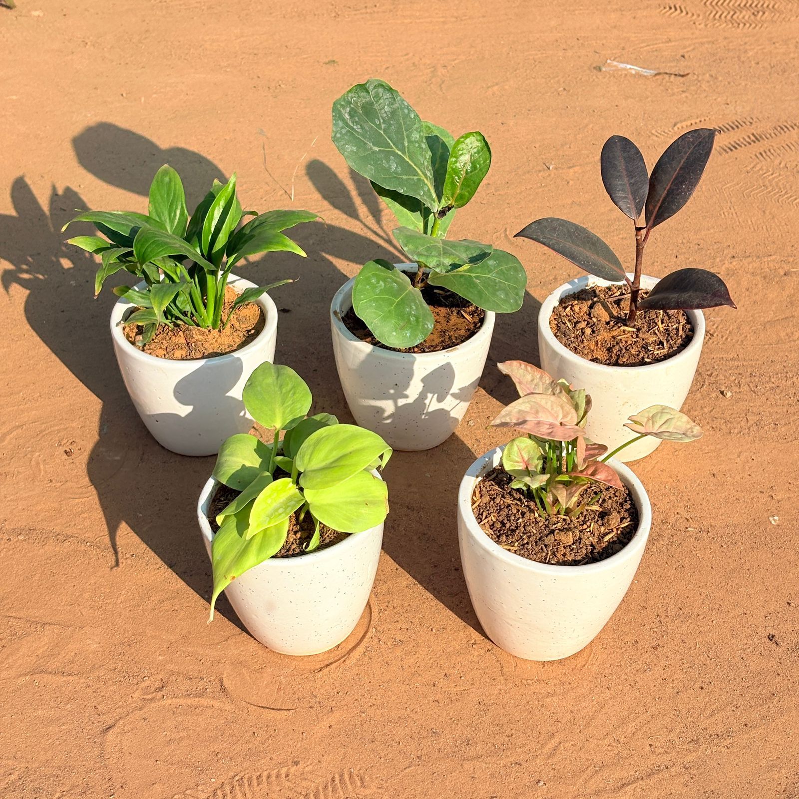 Set of 5 - Golden Money Plant, Fiddle Leaf Fig, Syngonium Pink, Rubber Black & Peace Lily in 4 Inch Classy White Cup Ceramic Pot