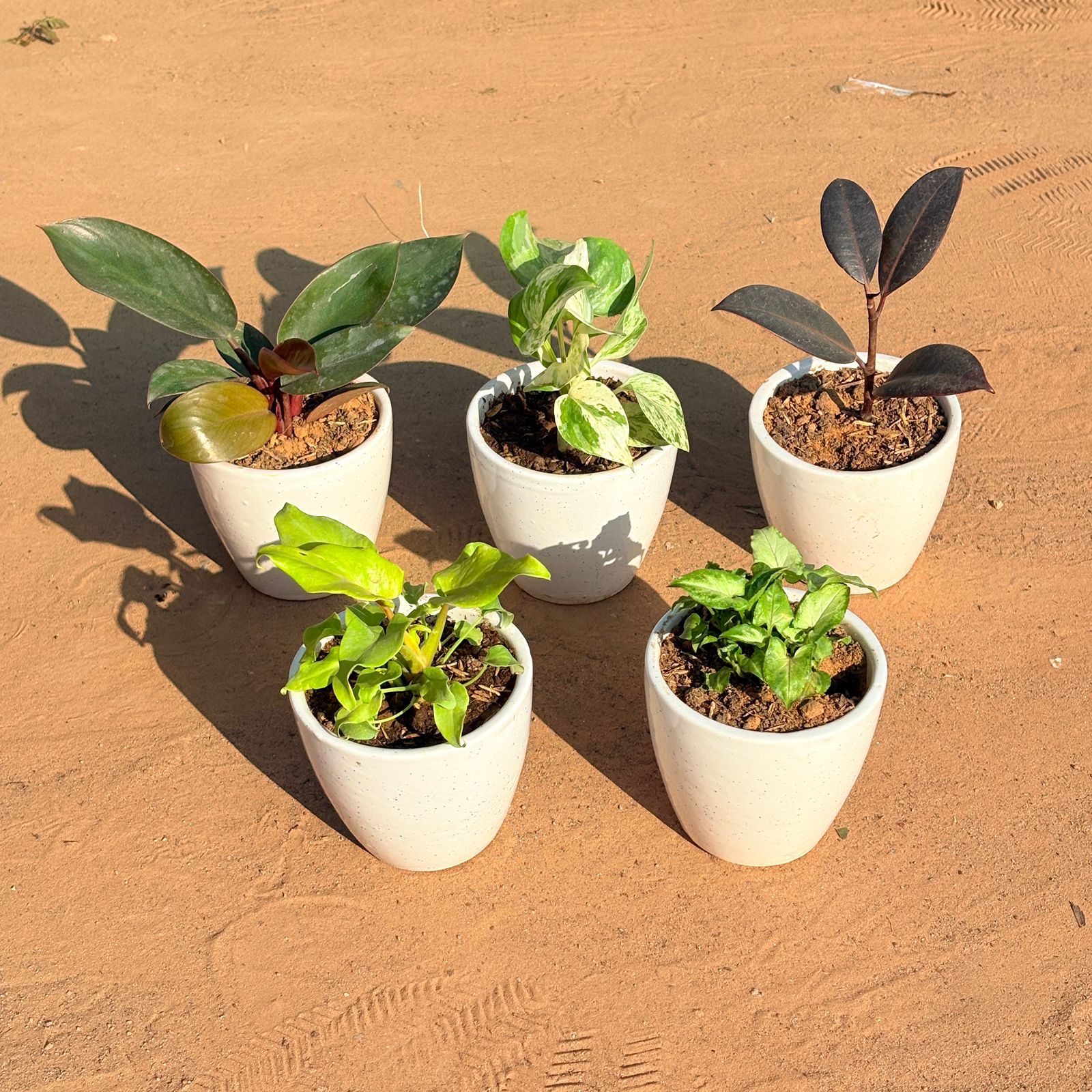 Set of 5 - Xanadu Golden, Money Plant N'Joy, Philodendron Red, Rubber Black & Syngonium Green Arrowhead in 4 Inch Classy White Cup Ceramic Pot