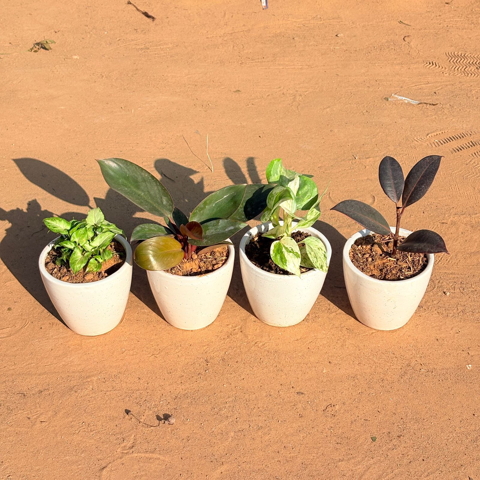 Set of 4 - Syngonium Green Arrowhead, Money Plant N'Joy, Philodendron Red, & Rubber Black in 4 Inch Classy White Cup Ceramic Pot