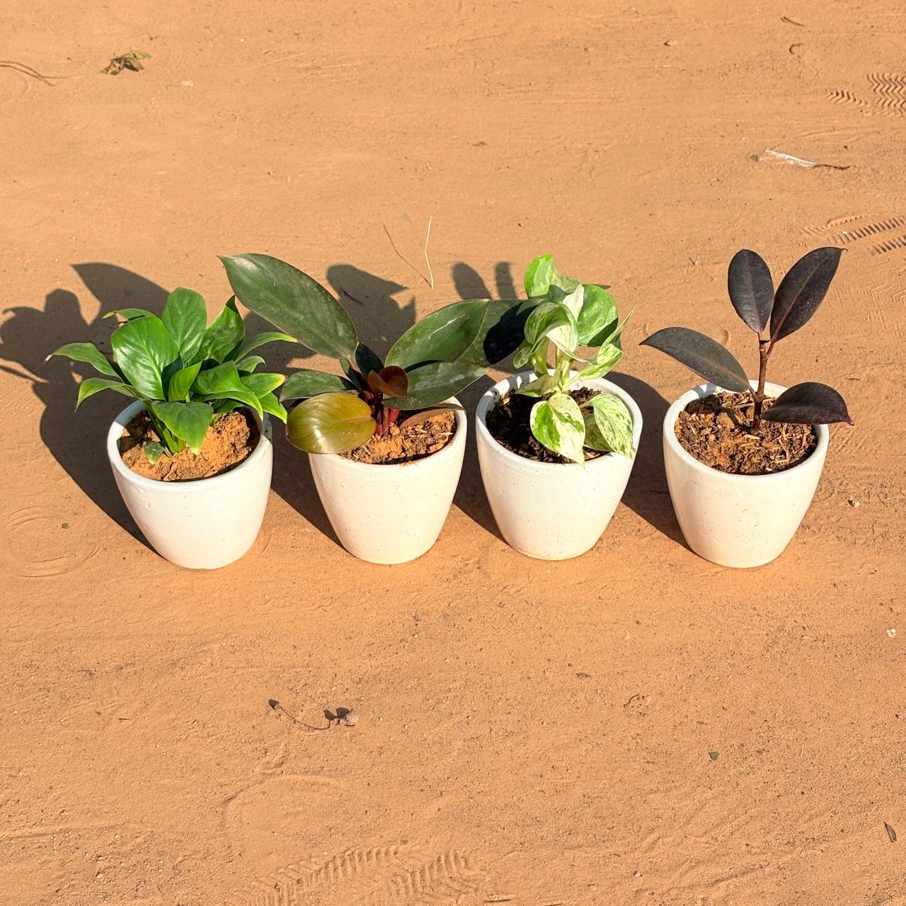 Set of 4 - Peace Lily, Money Plant N'Joy, Philodendron Red & Rubber Black in 4 Inch Classy White Cup Ceramic Pot