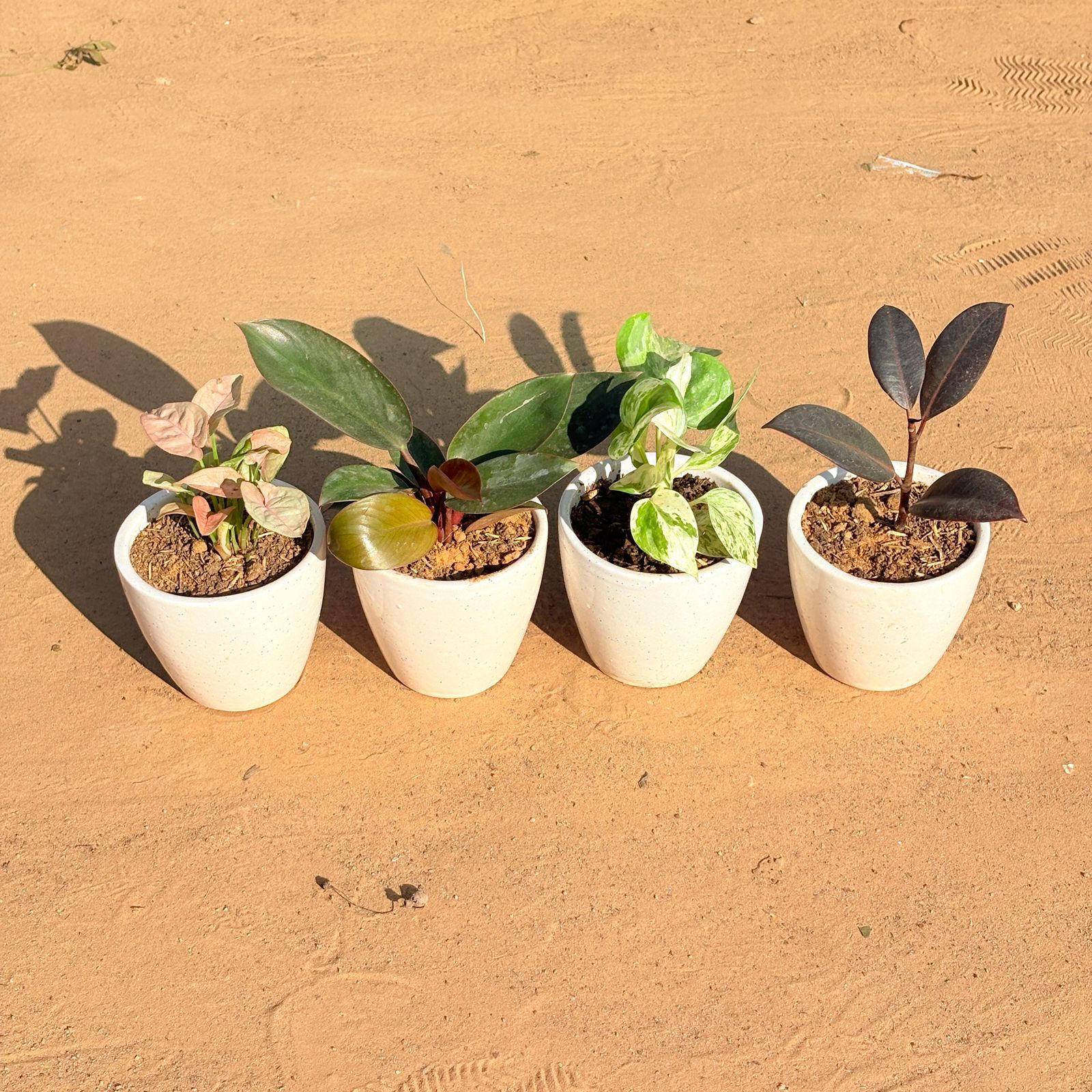 Set of 4 - Syngonium Pink, Money Plant N'Joy, Philodendron Red & Rubber Black in 4 Inch Classy White Cup Ceramic Pot