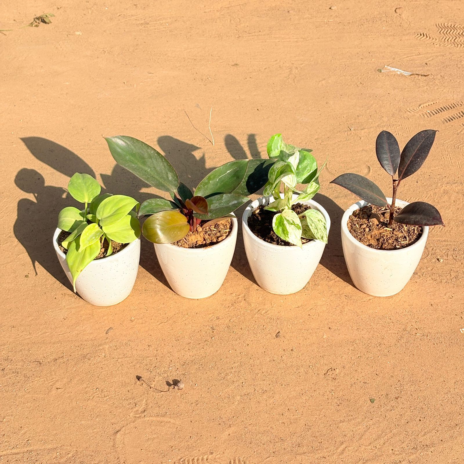 Set of 4 - Golden Money Plant, Money Plant N'Joy, Philodendron Red & Rubber Black in 4 Inch Classy White Cup Ceramic Pot