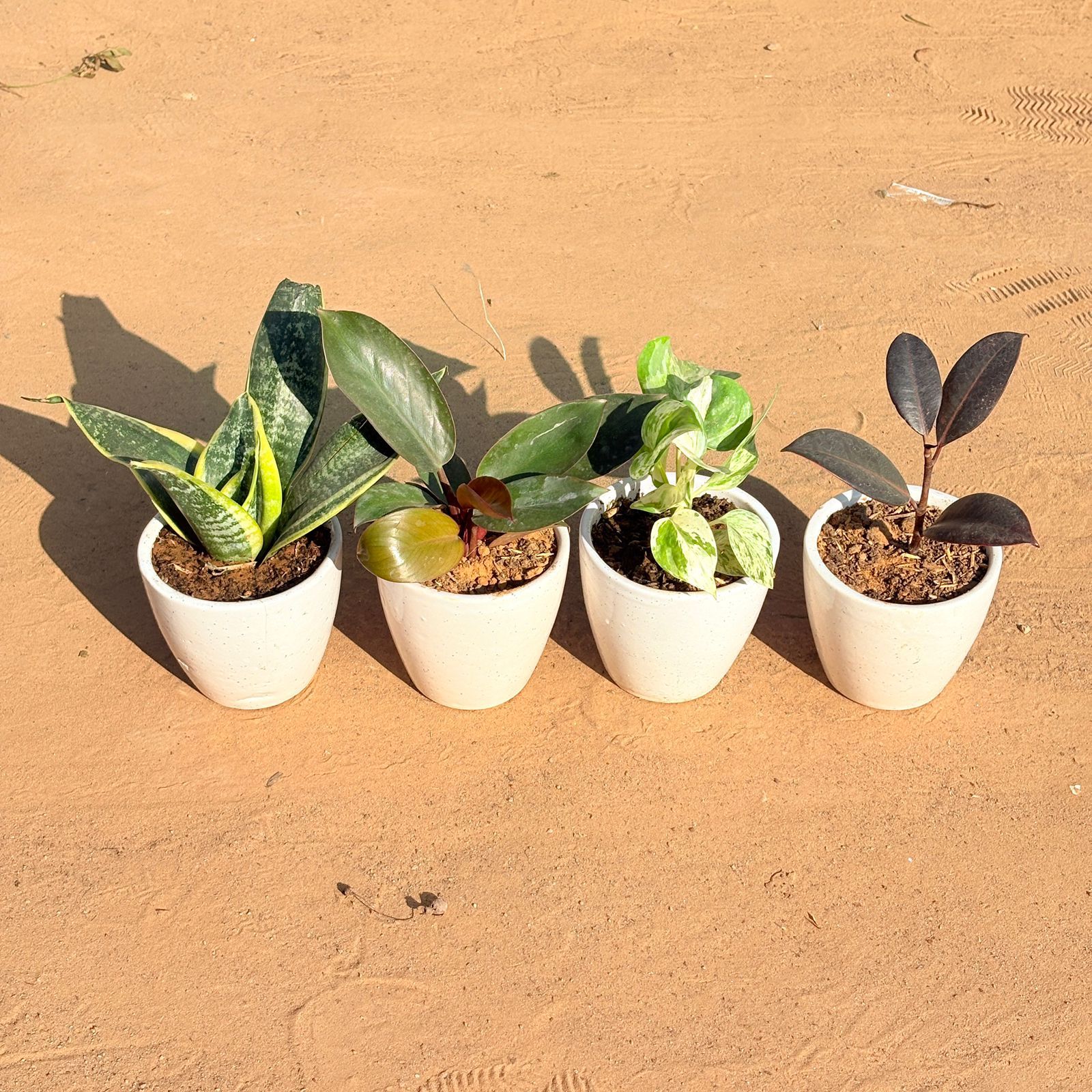 Set of 4 - Snake Yellow, Money Plant N'Joy, Philodendron Red & Rubber Black in 4 Inch Classy White Cup Ceramic Pot
