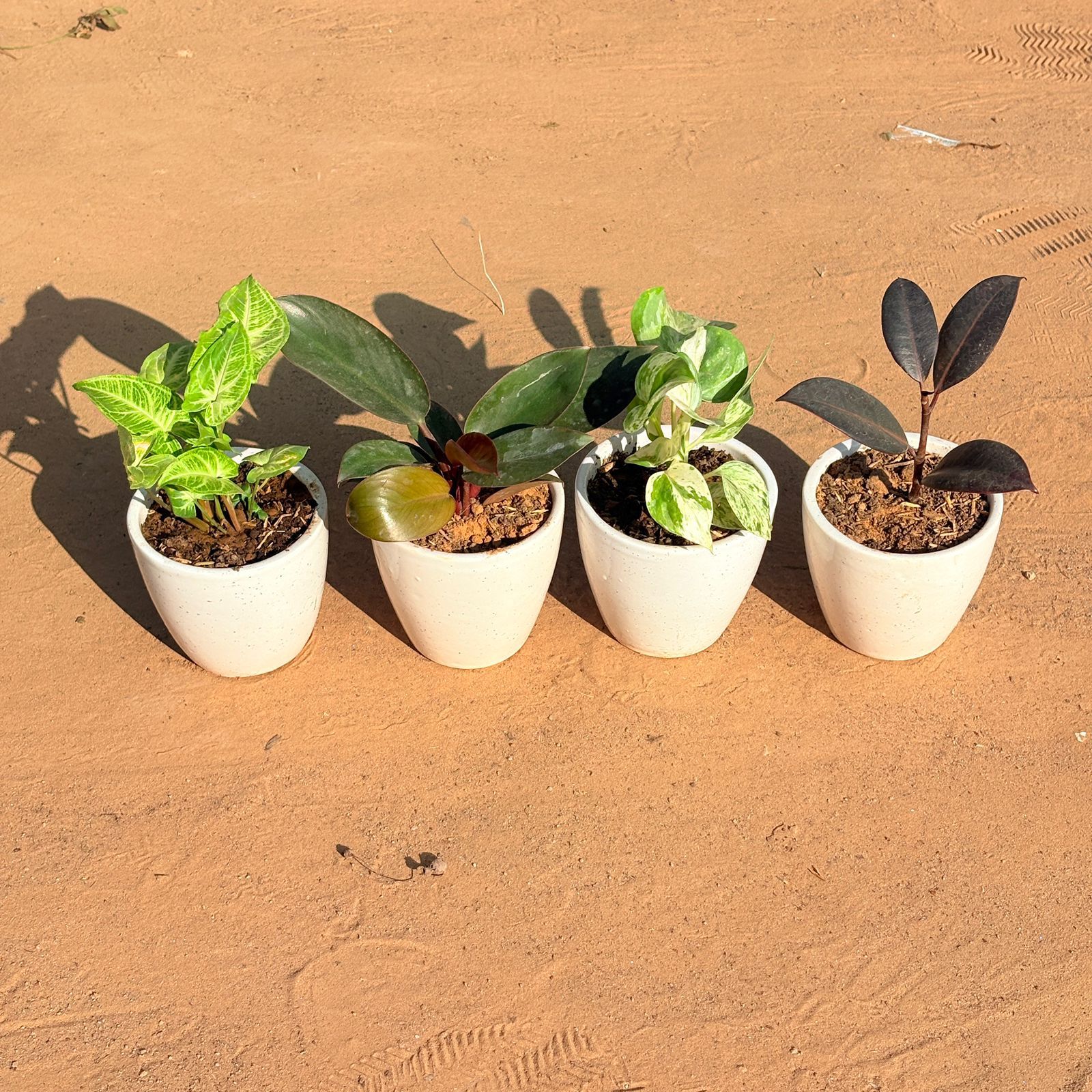 Set of 4 - Syngonium Alba Dwarf, Money Plant N'Joy, Philodendron Red & Rubber Black in 4 Inch Classy White Cup Ceramic Pot