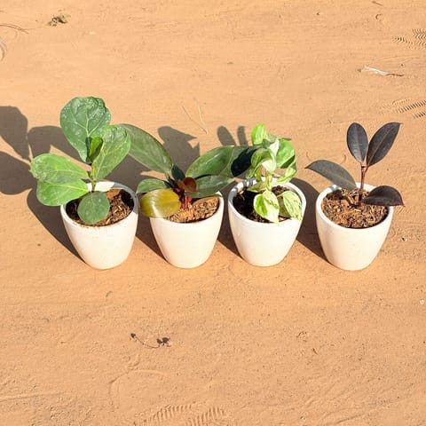 Set of 4 - Fiddle Leaf Fig, Money Plant N'Joy, Philodendron Red & Rubber Black in 4 Inch Live Plant Classy White Cup Ceramic Pot