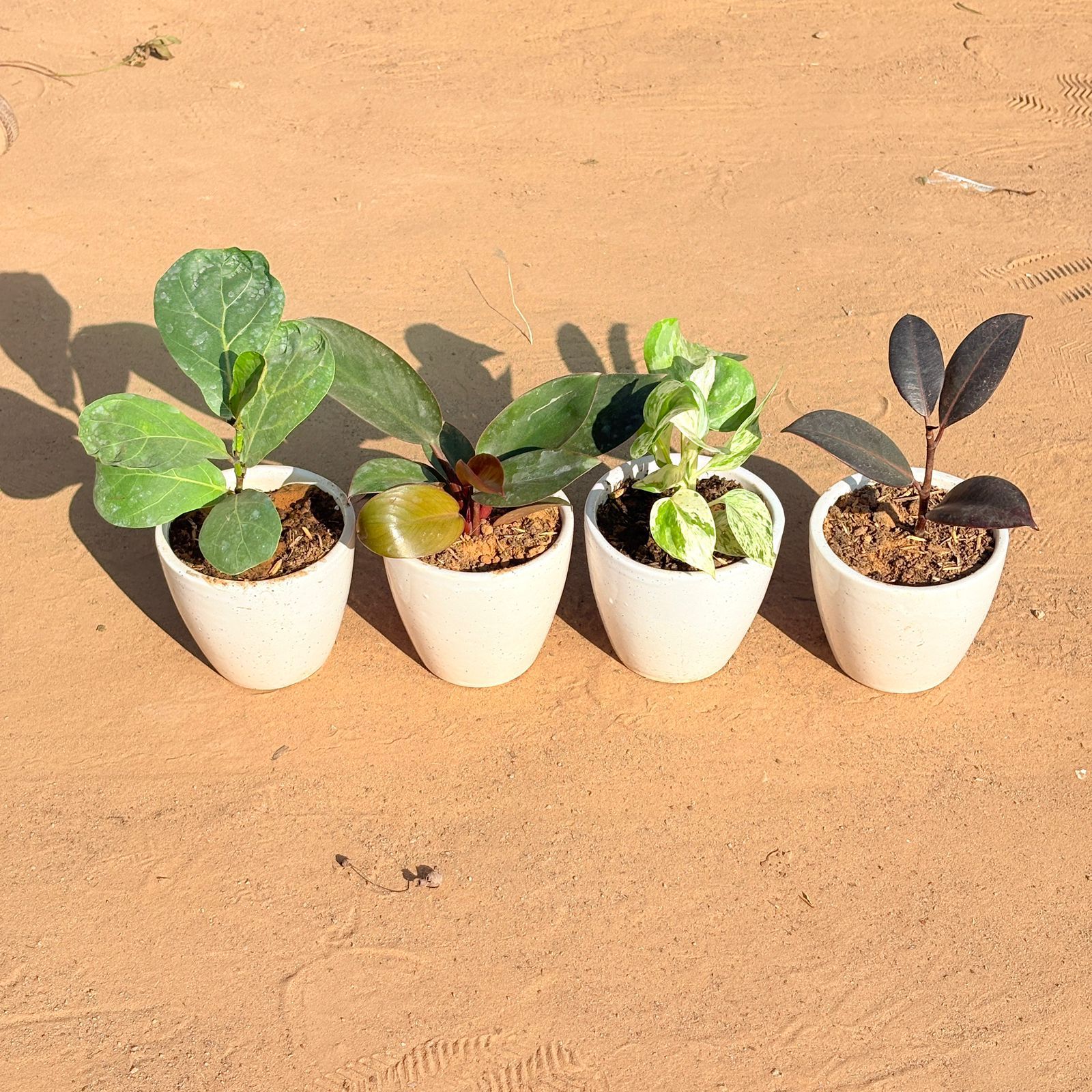 Set of 4 - Fiddle Leaf Fig, Money Plant N'Joy, Philodendron Red & Rubber Black in 4 Inch Classy White Cup Ceramic Pot