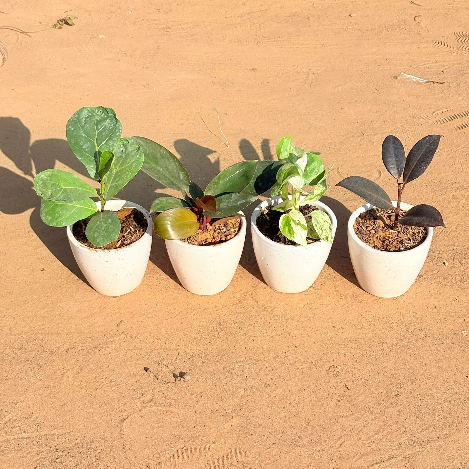 Set of 4 - Fiddle Leaf Fig, Money Plant N'Joy, Philodendron Red & Rubber Black in 4 Inch Classy White Cup Ceramic Pot