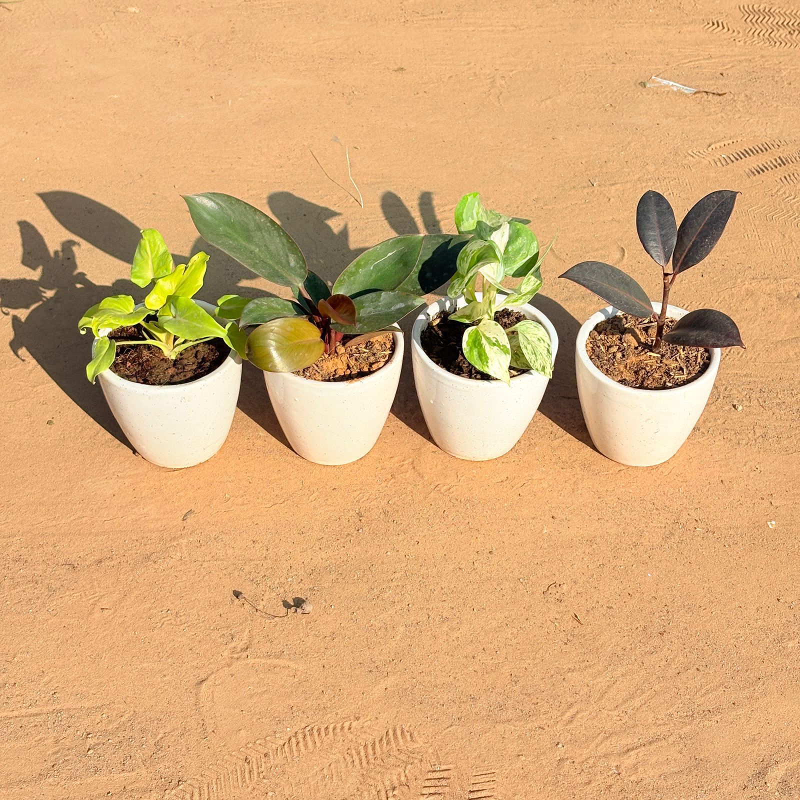 Set of 4 - Xanadu Golden, Money Plant N'Joy, Philodendron Red & Rubber Black in 4 Inch Classy White Cup Ceramic Pot