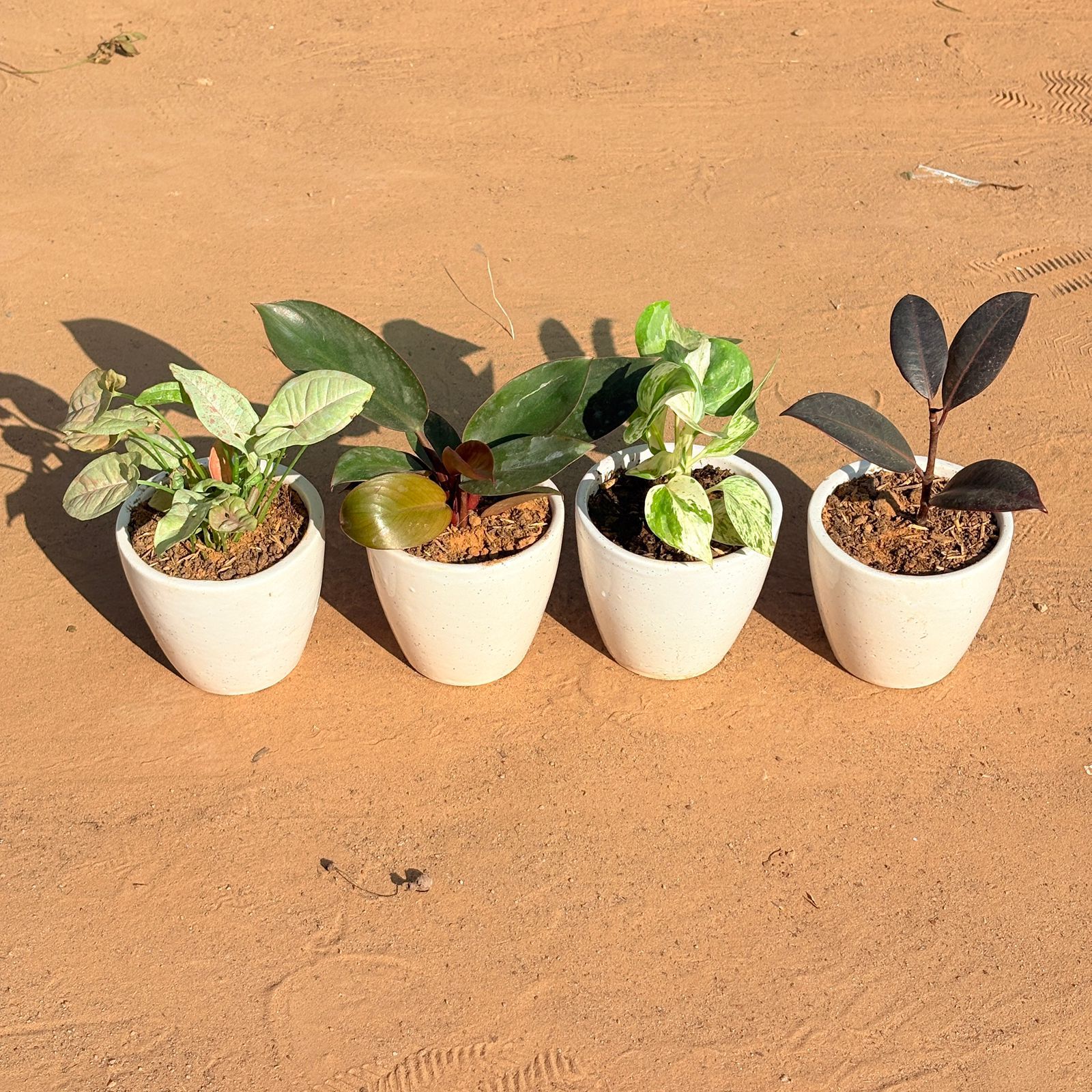 Set of 4 - Syngonium Candyfloss, Money Plant N'Joy, Philodendron Red & Rubber Black in 4 Inch Classy White Cup Ceramic Pot
