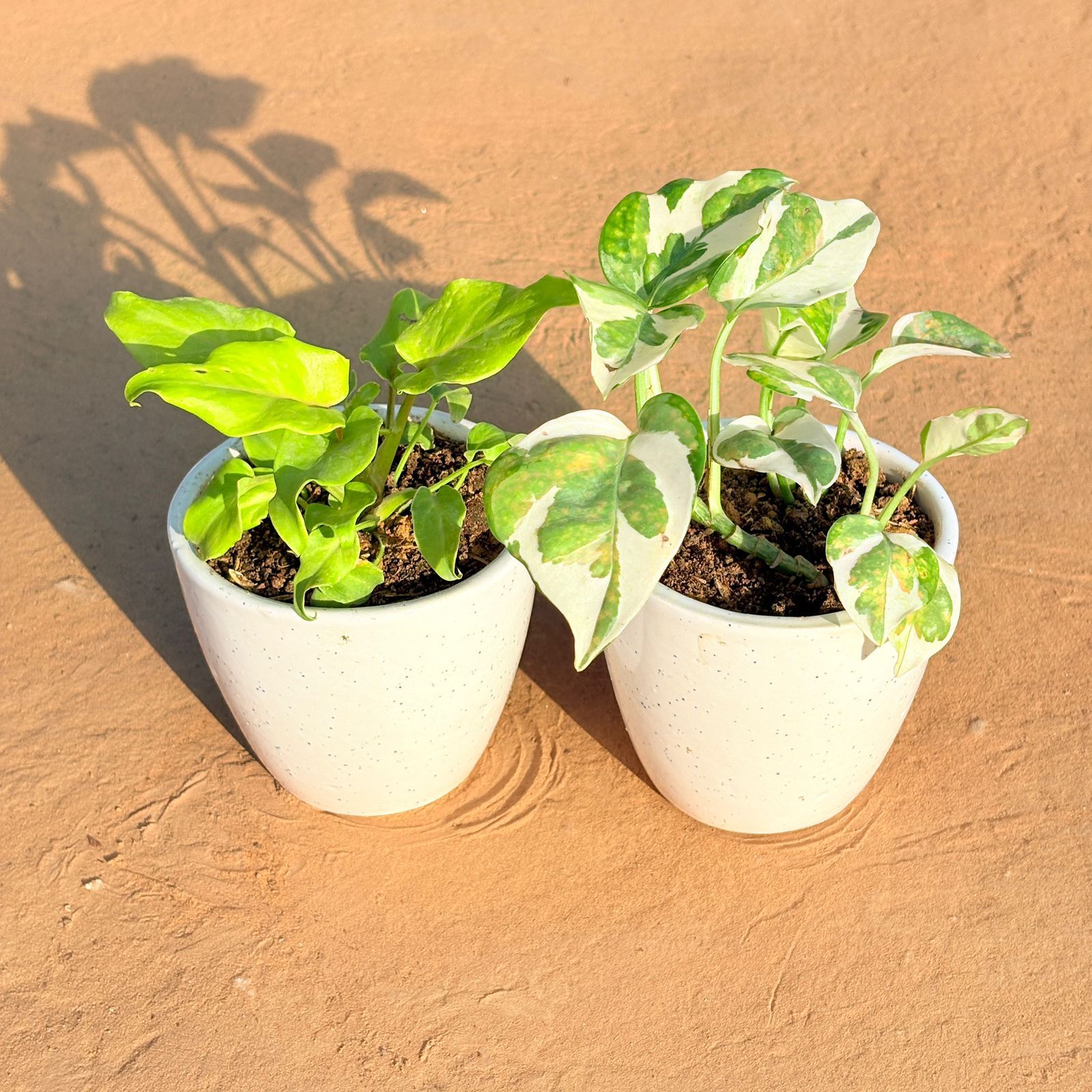 Set of 2 - Xanadu Golden & Money Plant N'Joy in 4 Inch Classy White Cup Ceramic Pot