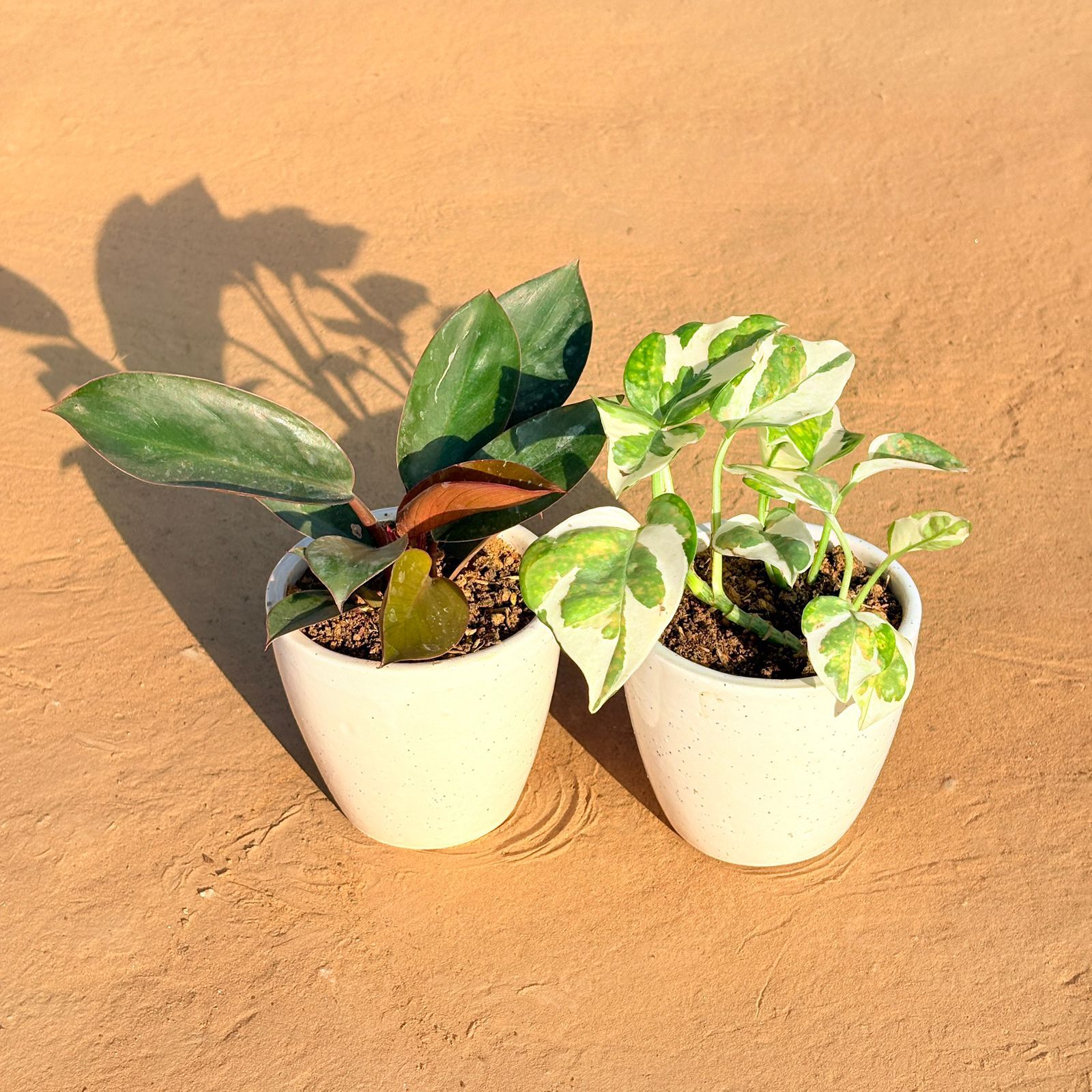 Set of 2 - Philodendron Red & Money Plant N'Joy in 4 Inch Classy White Cup Ceramic Pot