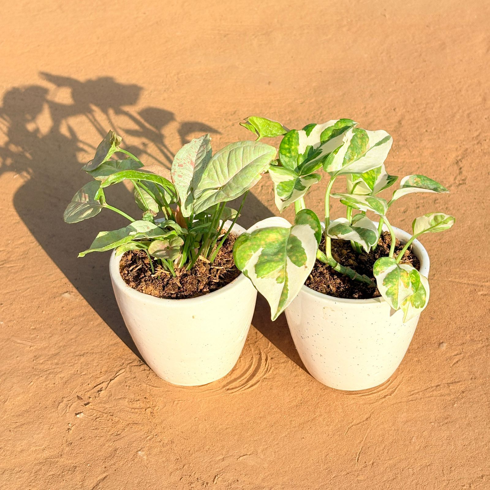 Set of 2 - Syngonium Candyfloss & Money Plant N'Joy in 4 Inch Classy White Cup Ceramic Pot