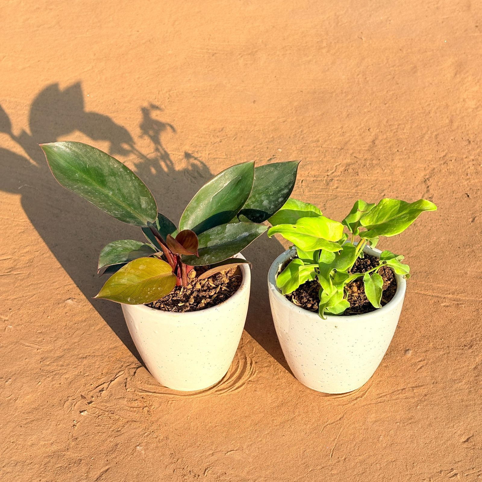 Set of 2 - Philodendron Red & Xanadu Golden in 4 Inch Classy White Cup Ceramic Pot