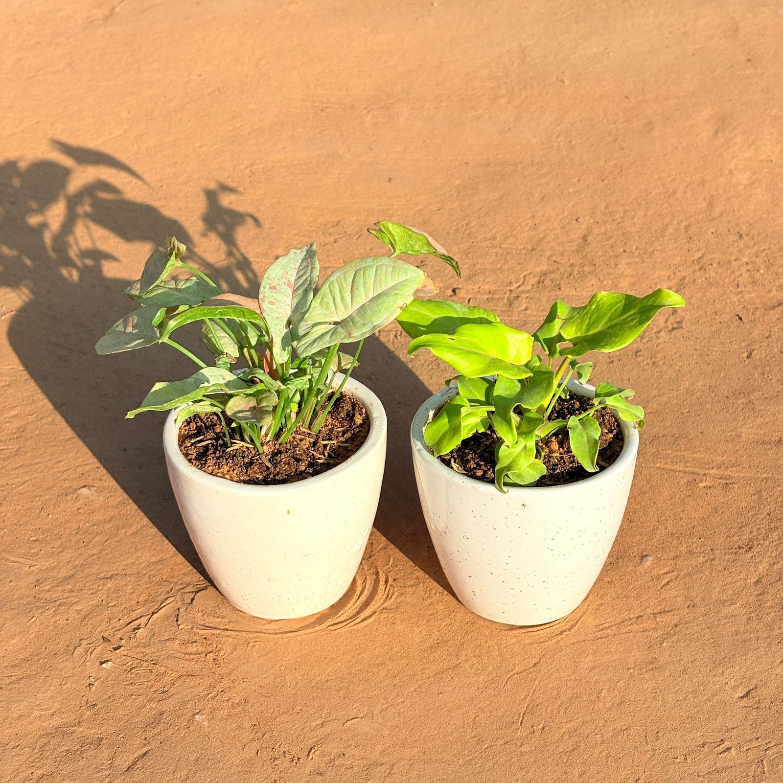 Set of 2 - Syngonium Candyfloss & Xanadu Golden in 4 Inch Classy White Cup Ceramic Pot