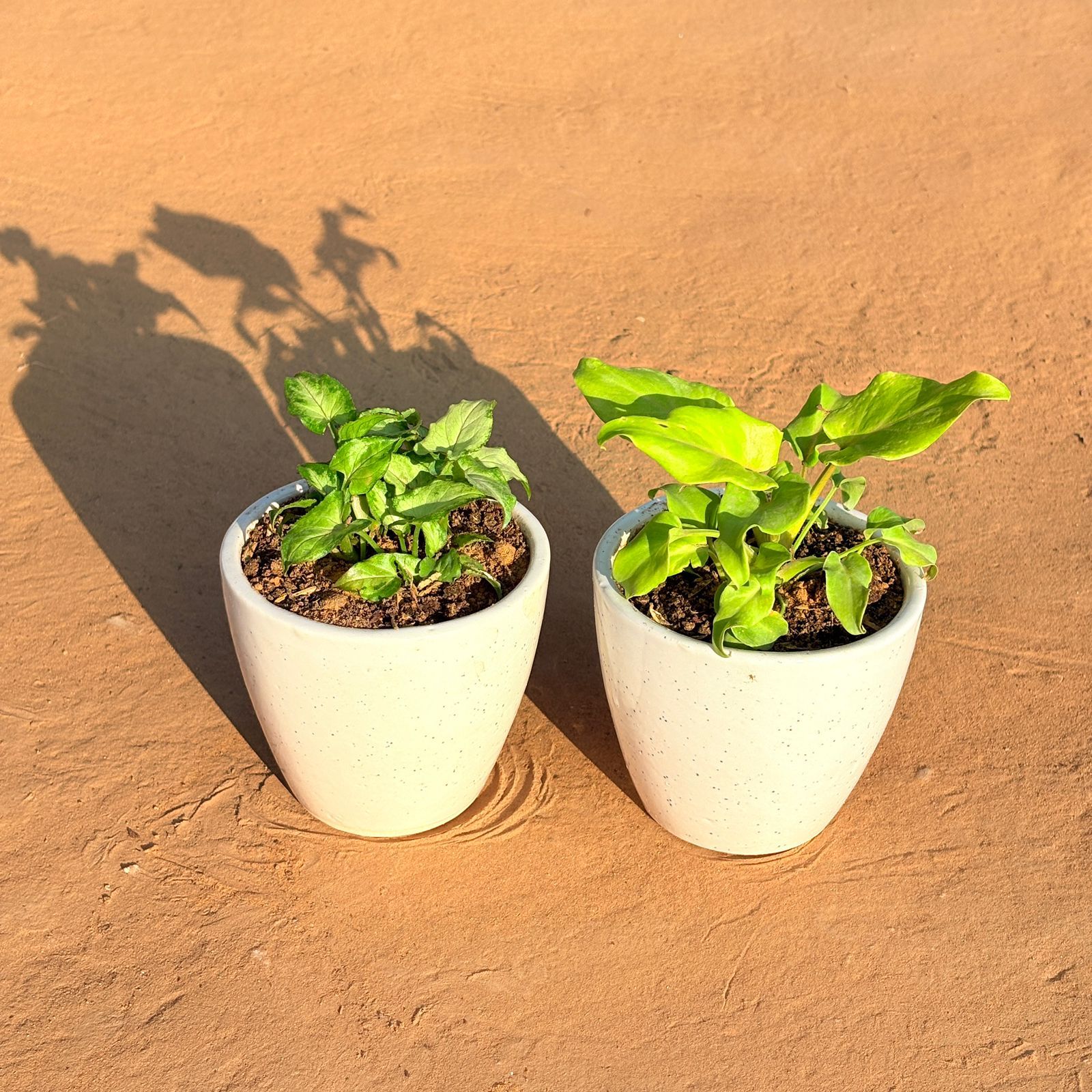 Set of 2 - Syngonium Green Arrowhead & Xanadu Golden in 4 Inch Classy White Cup Ceramic Pot