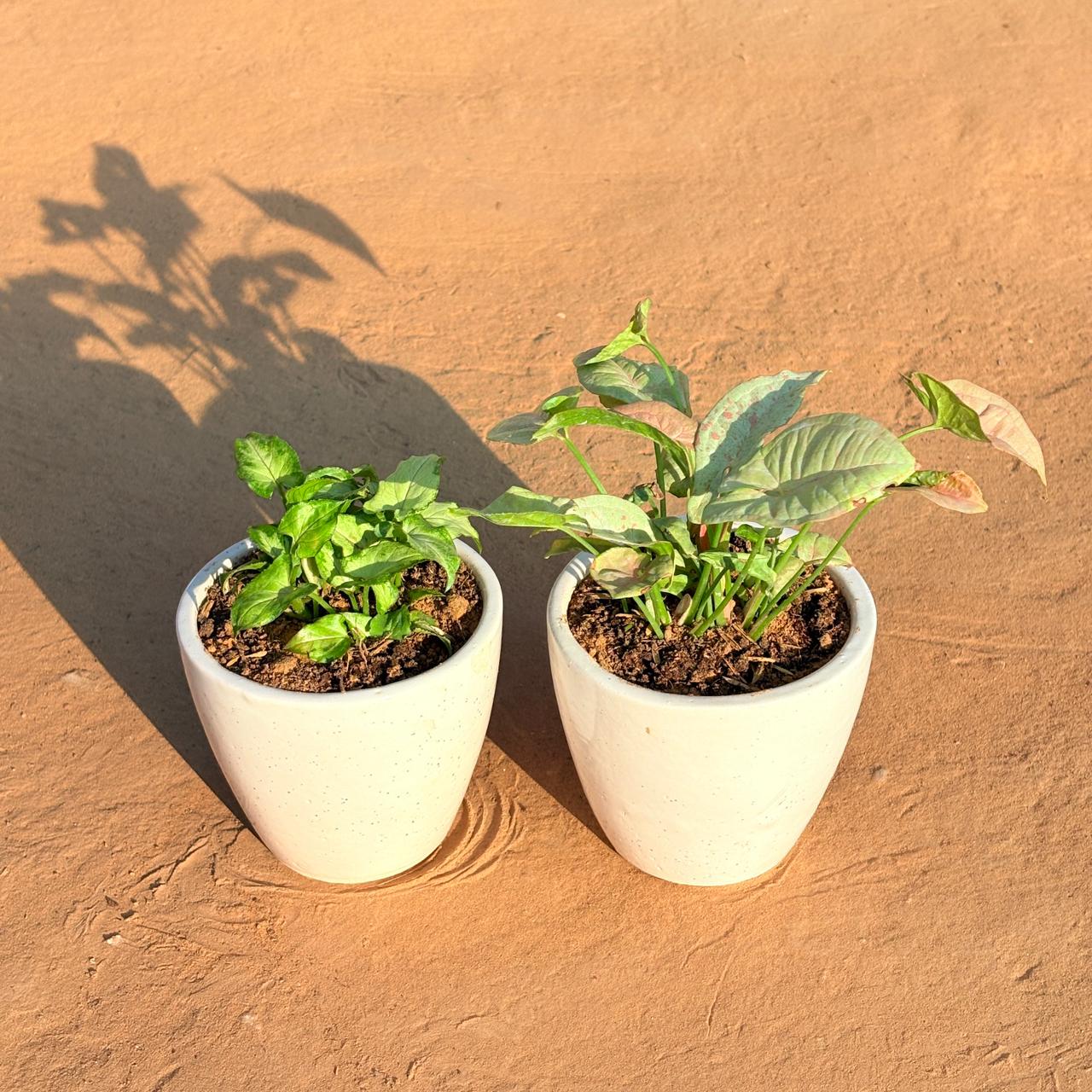 Set of 2 - Syngonium Green Arrowhead & Syngonium Candyfloss in 4 Inch Classy White Cup Ceramic Pot