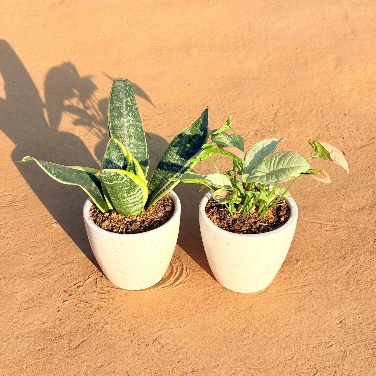 Set of 2 - Snake Yellow & Xanadu Golden in 4 Inch Classy White Cup Ceramic Pot