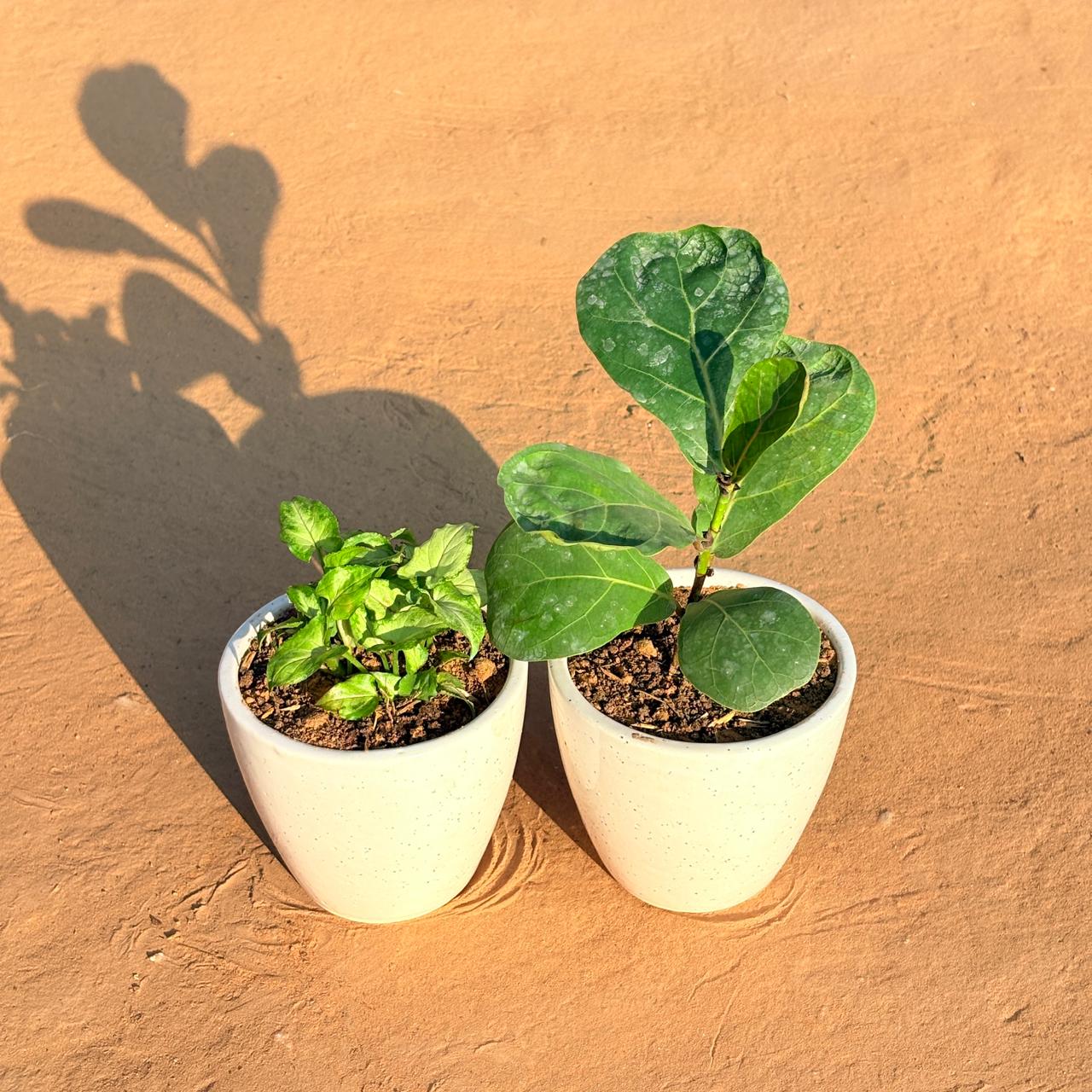 Set of 2 - Syngonium Green Arrowhead & Fiddle Leaf Fig in 4 Inch Classy White Cup Ceramic Pot