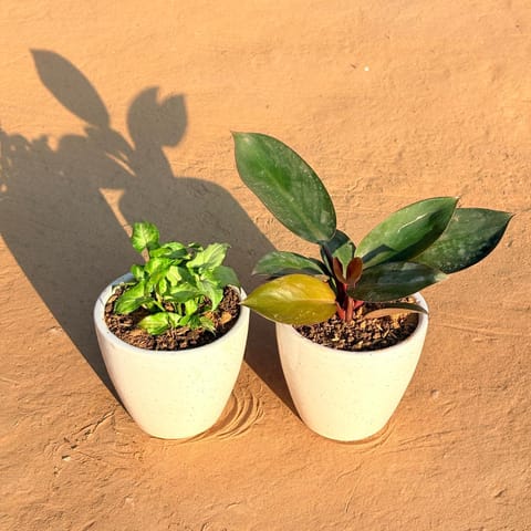 Set of 2 - Philodendron Red & Syngonium Green Arrowhead in 4 Inch Live Plant Classy White Cup Ceramic Pot