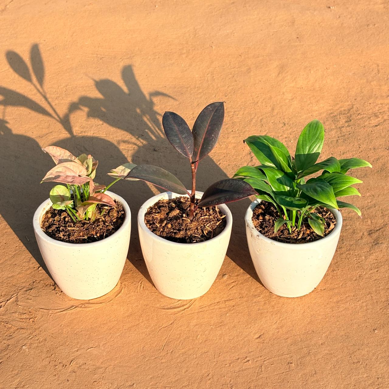 Set of 3 - Syngonium Pink, Rubber Black & Peace Lily in 4 Inch Classy White Cup Ceramic Pot