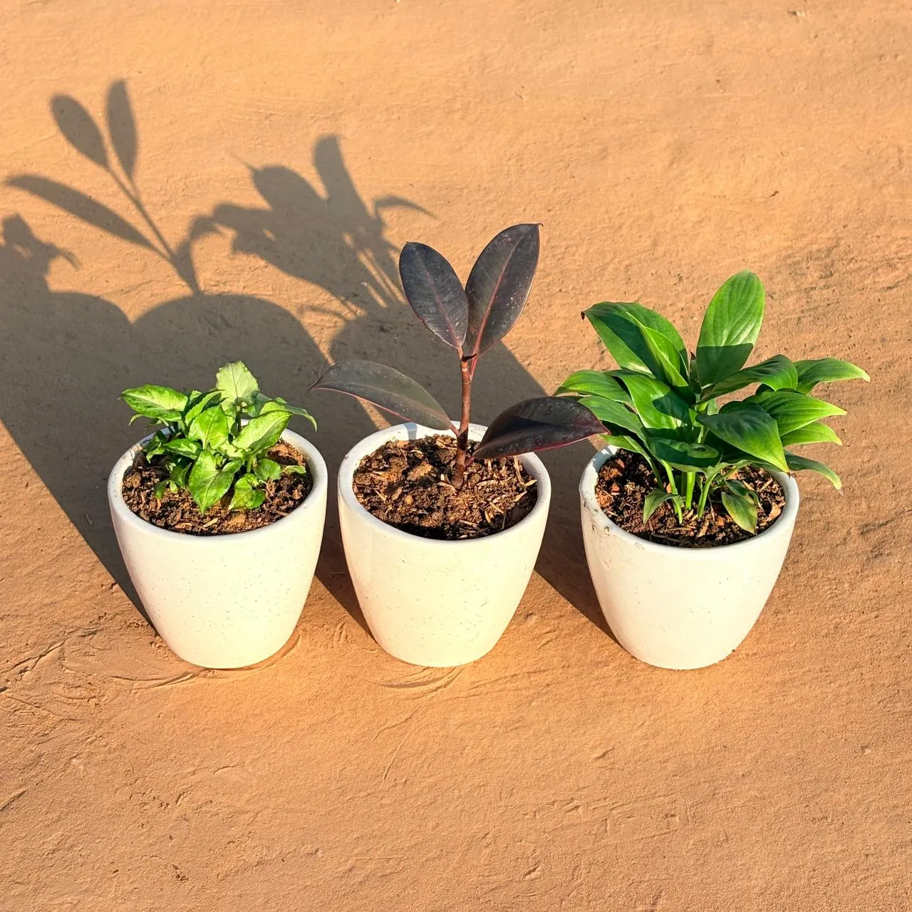 Set of 3 - Syngonium Green Arrowhead, Rubber Black & Peace Lily in 4 Inch Classy White Cup Ceramic Pot